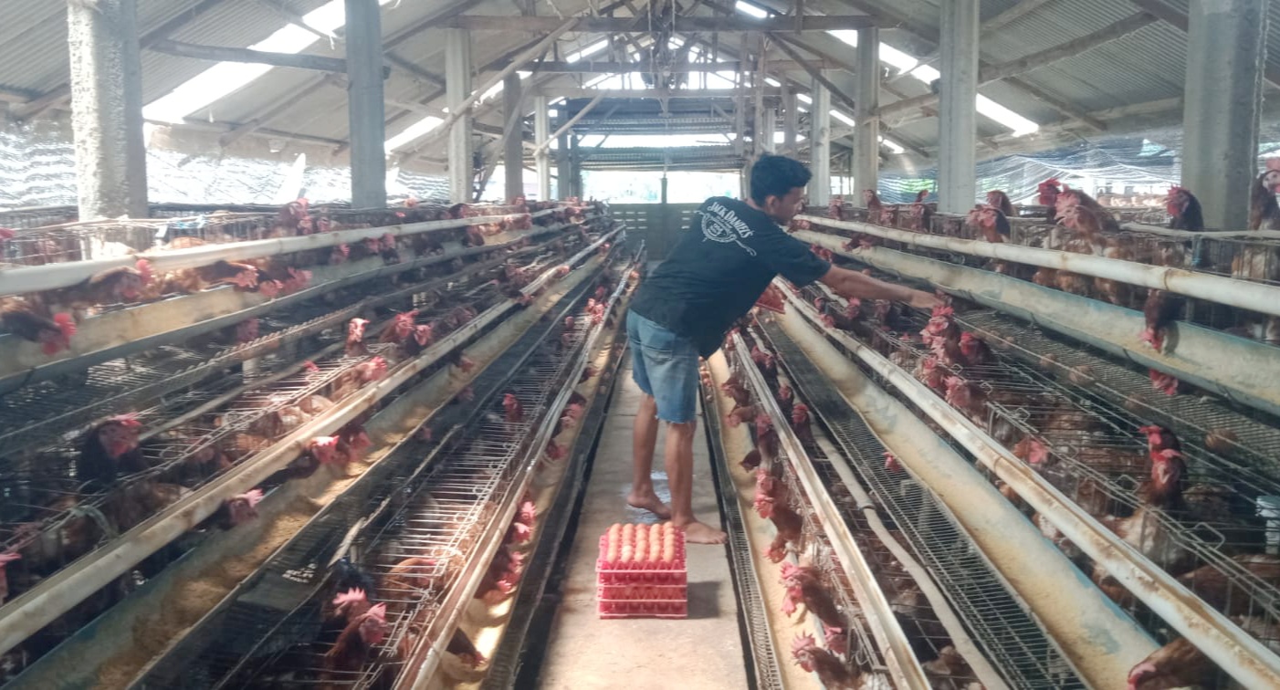 Harga Telur Jombang Anjlok ke Rp22 Ribu per Kg, Peternak Terjepit Biaya Pakan