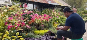 Live TikTok, Pedagang Tanaman Hias di Kota Batu Raup Rp1 Juta Sehari
