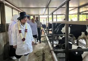 Kementan Dorong Sapi Perah Grati, Genetik Lokal untuk Perkuat Produksi Susu Nasional