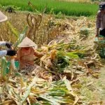 Bukan Sekadar Imbauan, Polsek Kedungkandang Turun Langsung Bantu Panen Jagung