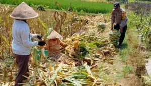 Bukan Sekadar Imbauan, Polsek Kedungkandang Turun Langsung Bantu Panen Jagung